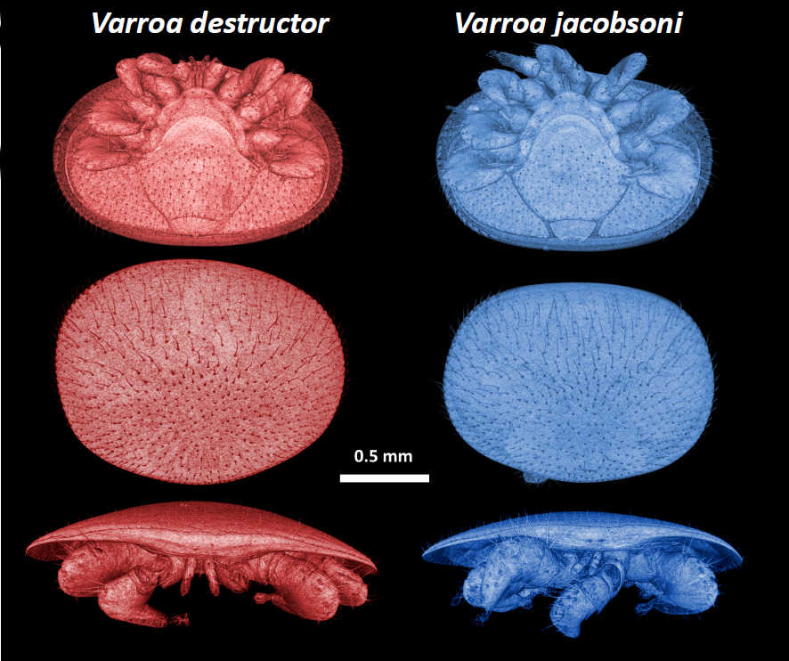V. destructor e V. jacobsoni sono specie sorelle morfologicamente simili che originariamente parassitavano l'ape asiatica (A. cerana). Queste specie sono state riconosciute sulla base di dati morfometrici e genetici. Le ​​differenze morfologiche si limitano alle dimensioni e alla forma del corpo, come mostrato in un confronto di modelli 3D di due femmine adulte