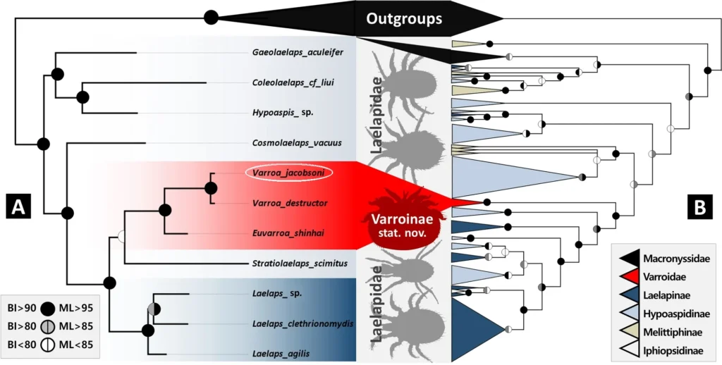 Albero filogenetico combinato degli acari Varroa e dei loro parenti. (A) Filogenesi del genoma mitocondriale. (B) Filogenesi multilocus. Gli alberi mostrati sono il risultato di un'inferenza bayesiana. I colori dei nodi rappresentano le probabilità generate dal programma MrBayes e le percentuali di affidabilità dei cladi. I cladi nella filogenesi multilocus sono mostrati come triangoli. La posizione di V. jacobsoni è stata evidenziata