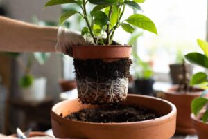 come fare correttamente un travaso di piante
