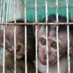 Commercio illegale di animali selvatici