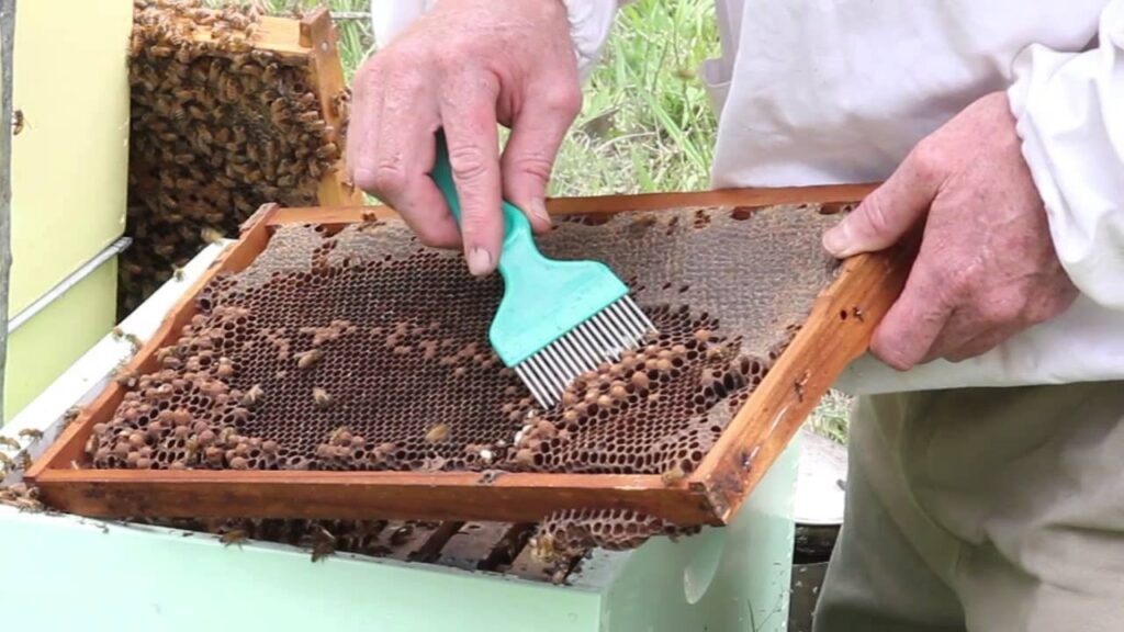 Disopercolatura delle celle di fuco, un metodo per individuare acari in un alveare