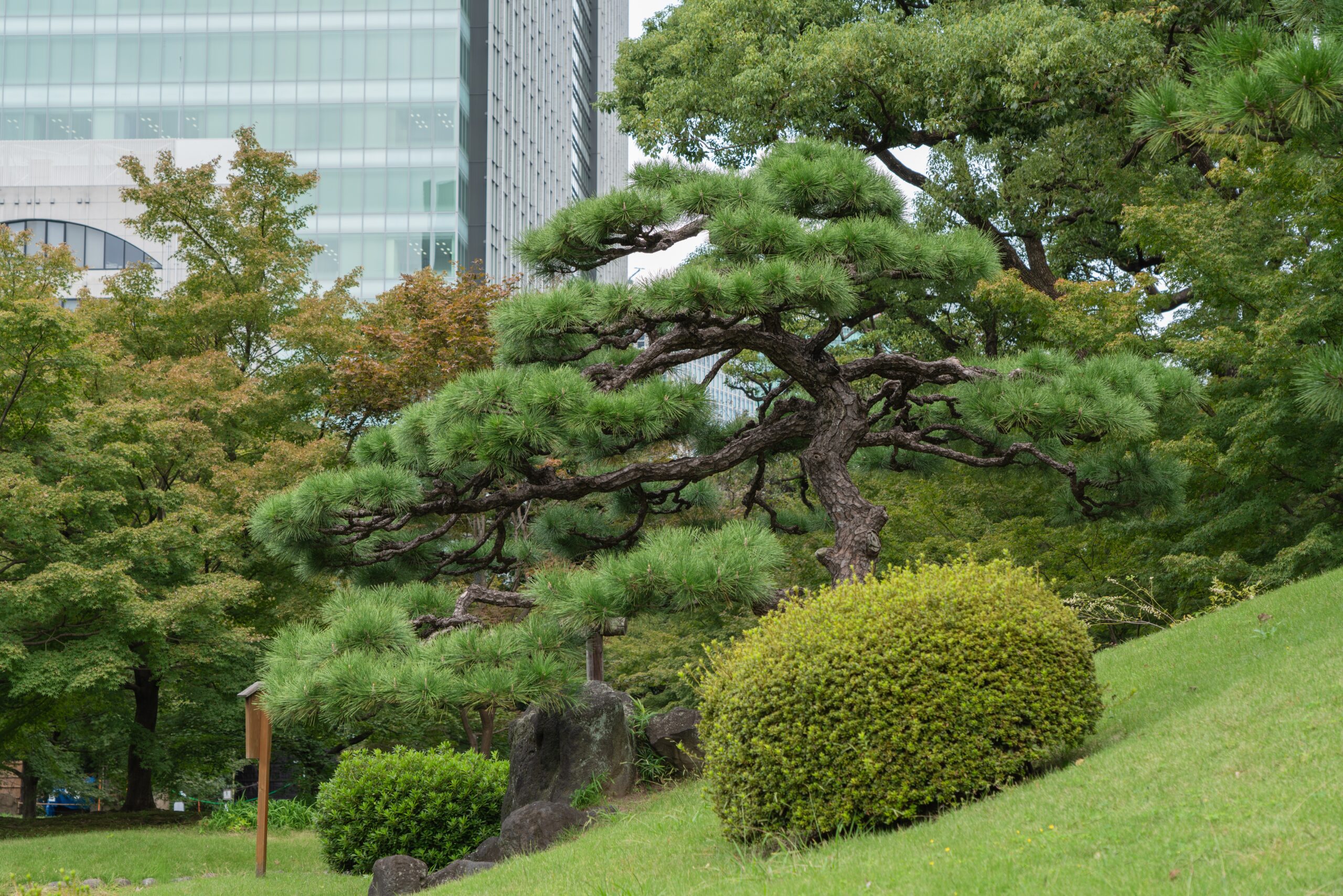 Immagine 1 - La corretta manutenzione arborea garantisce il rispetto della Direttiva Uccelli e degli obiettivi europei di rigenerazione urbana. Gestire l'albero come bene immobile strategico significa proteggere la vita che ospita.