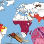 malaria del viaggiatore mappa dei rischi