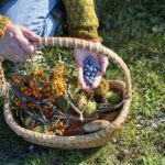 perchè il foraging sta spopolando oggi