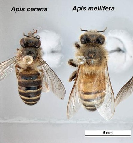 Le due specie di api ospiti degli acari 