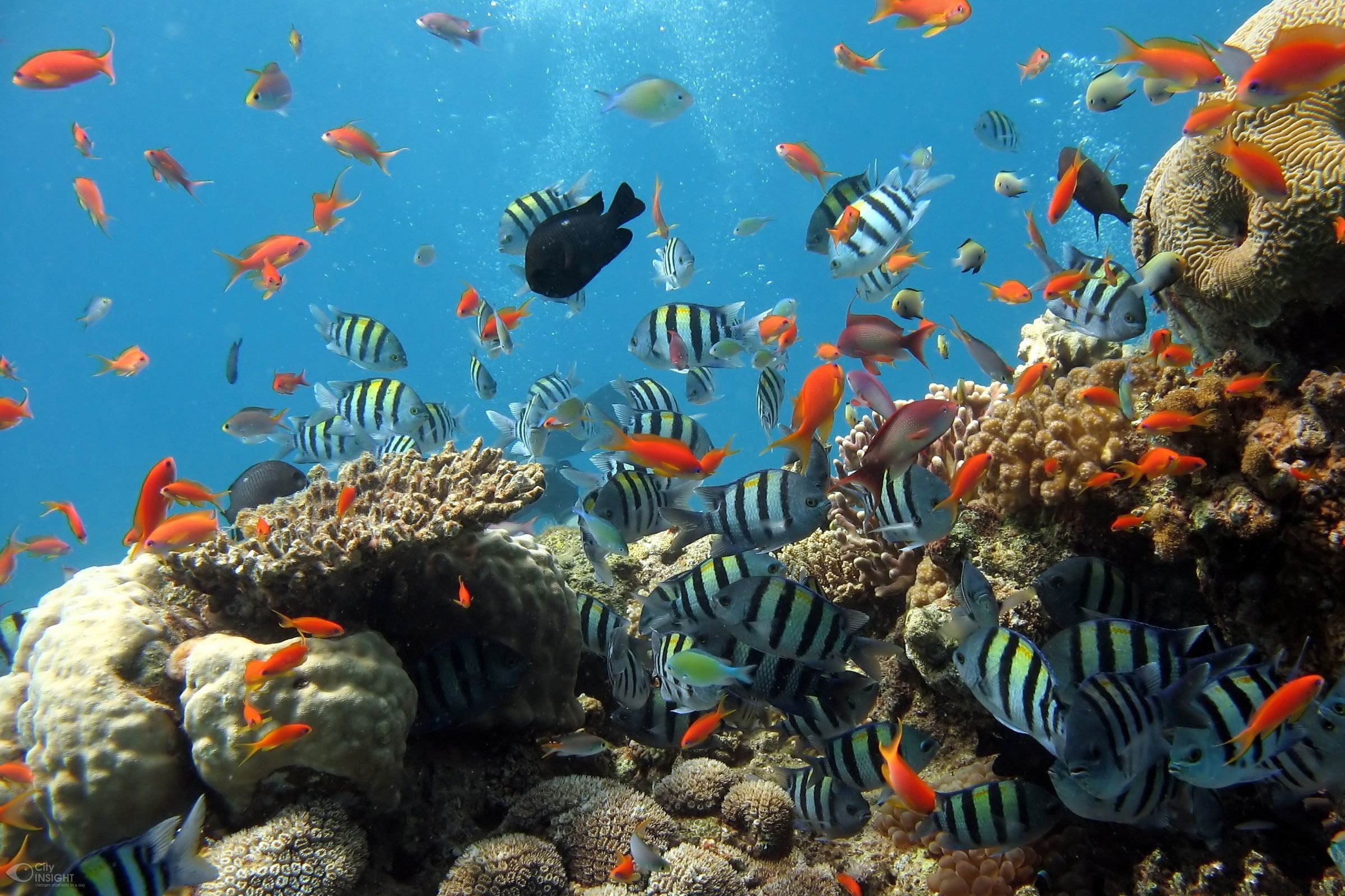 Figura 2 - Ambiente in Italia: biodiversità tra Terra e Mare. [Fonte: Pixabay.com]