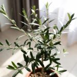 Come la Pianta del Olivo Nano si cura dentro casa