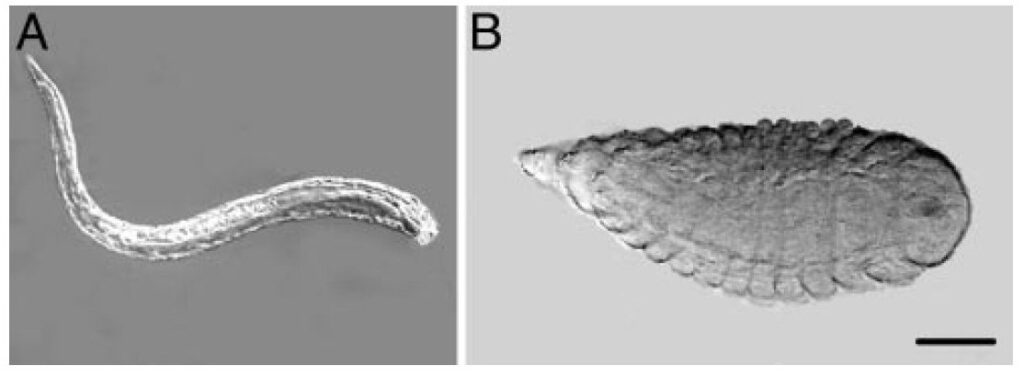 Copidosoma floridanum larve soldato e riproduttiva
