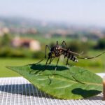 Diffusione della Dengue in Italia Prevenzione e Controllo Integrato