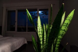 Sansevieria la Pianta che Dorme con Te e Purifica l’Aria