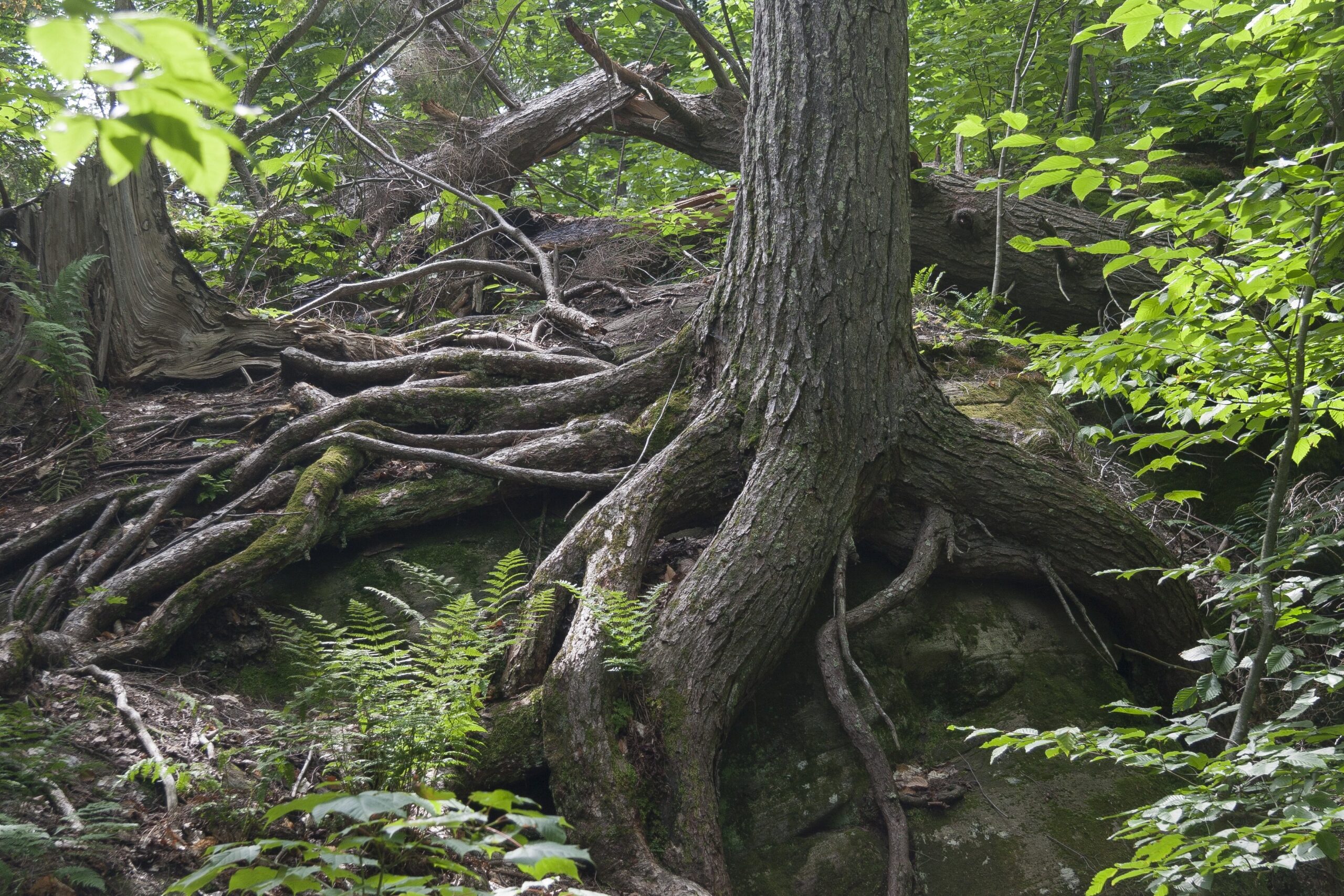 Dettaglio di un ecosistema forestale ricco di biodiversità globale e biomassa di carbonio. [Fonte: Pixabay.com]