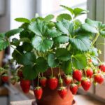 come coltivare una piantina di fragole in casa