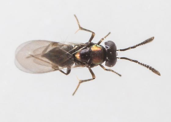 Individuo adulto di Copidosoma floridanum