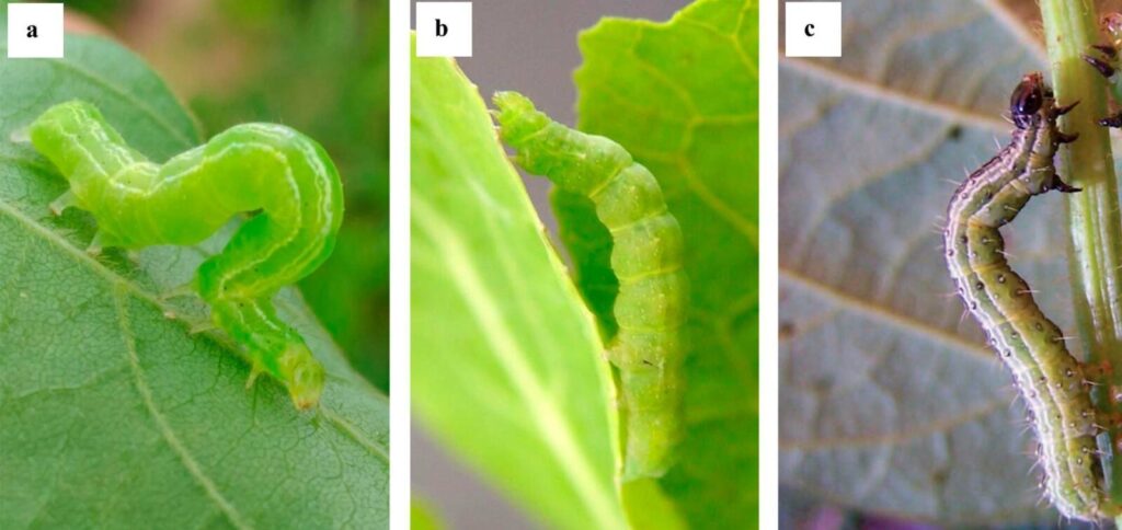 Bruchi di Chrysodeixis includens (a), Trichoplusia ni (b) e Rachiplusia nu (c), organismi ospiti di C. floridanum

