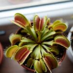 10 Piante carnivore perfette per il soggiorno