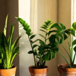 3 piante da interno perfette per l'estate