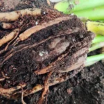 4 modi per curare Zamioculcas dal marciume radicale