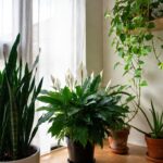 4 piante che hanno diversi poteri per migliorare la tua casa