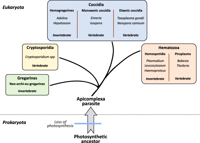 Phylum Apicomplexa albero filogenetico