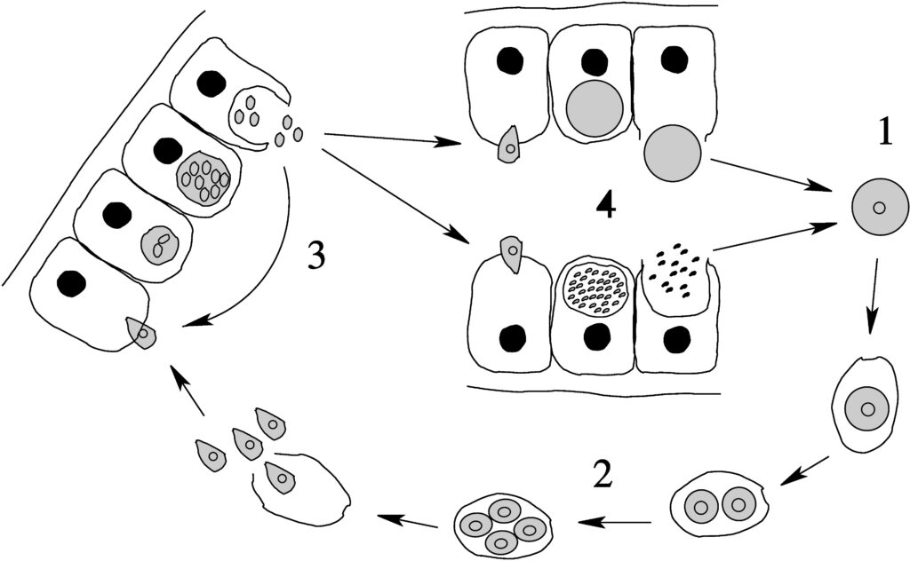 Apicomplexa (phylum) ciclo vitale
