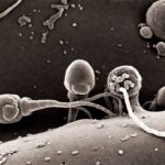 Apicomplexa (phylum)
