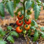 Come annaffiare la pianta di pomodoro in estate col caldo