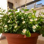 Come curare la pianta di capperi in vaso