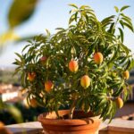 Come far crescere in balcone la Pianta del Mango