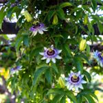 Come far crescere in modo rigoglioso la Pianta della Passiflora