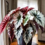 Come la Pianta della Begonia Rex ha reso bella la mia casa
