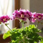 Come tenere in casa il Geranio imperiale