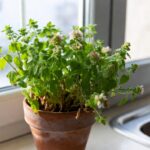 Come tenere in casa la pianta di origano in vaso