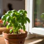 Come tenere in casa la piantina di basilico sempre fresco