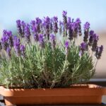 Lavanda quando piantarla in balcone: Guida alla coltivazione in vaso