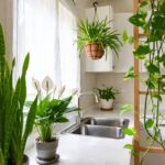 Quali piante collocare in cucina per purificare l'aria?