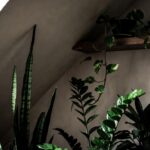 Quali sono le piante da interno con poca luce