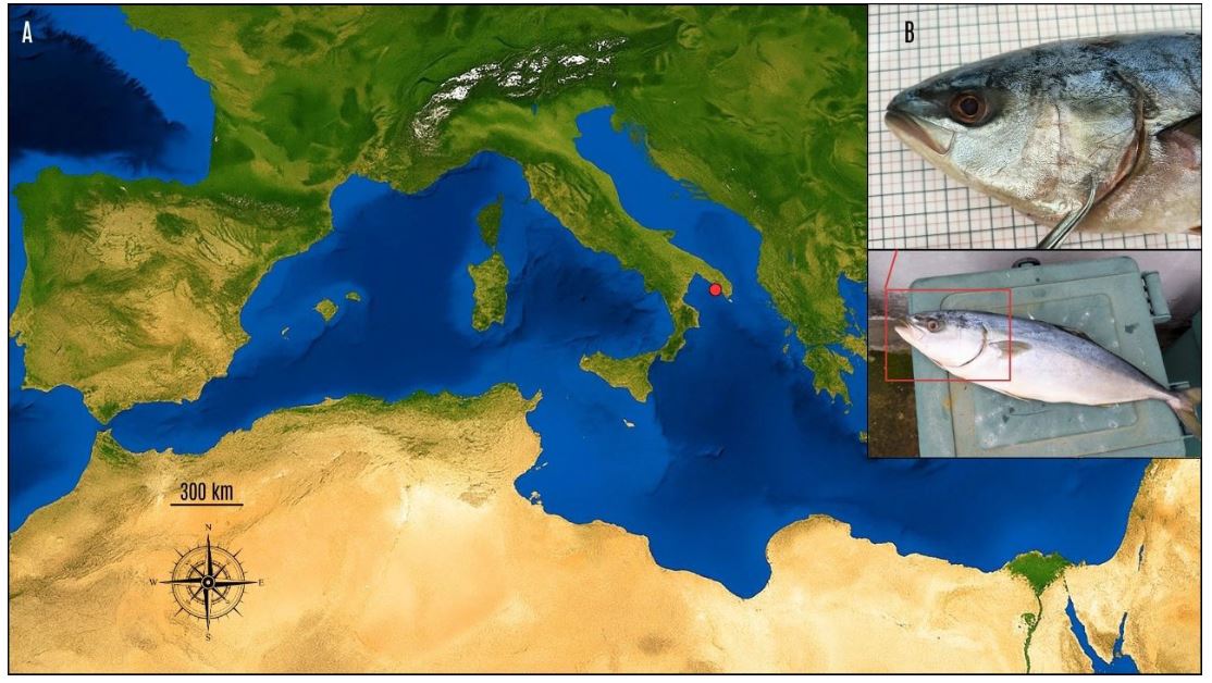 Figura 1 - (A) Sito di cattura dell'esemplare di Seriola quinqueradiata nel mar Mediterraneo (evidenziato dal cerchio rosso). (B) L'esemplare pescato il 13 febbraio 2026 a Nardò, con un dettaglio ravvicinato della zona cefalica per l'identificazione morfologica. 
