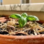 Come Proteggere le Piante dalle Alte Temperature