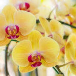 Come Far Fiorire le Orchidee: Guida Completa alla Fioritura Perfetta