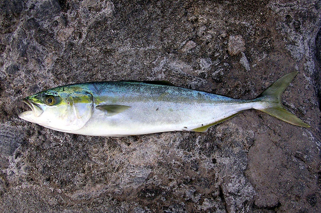 Figura 2 - Un esemplare di ricciola giapponese (Seriola quinqueradiata) pescato a largo dell' isola di Shikine (Tokyo) in Giappone. [Fonte: commons.wikimedia.org]