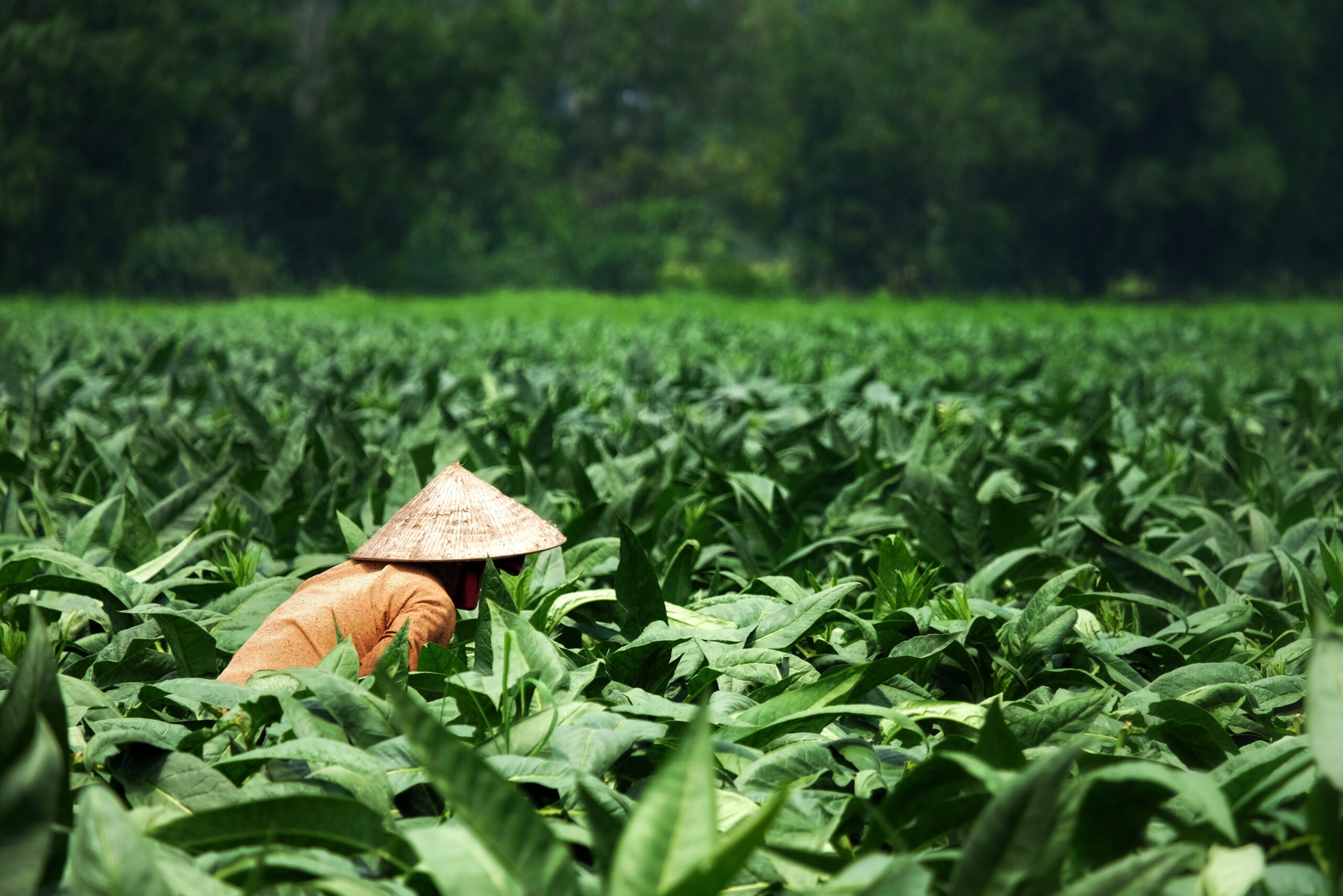 Figura 2 - L'agricoltura di sussistenza in Africa orientale e Sud-est asiatico è tra i settori più esposti agli effetti del cambiamento climatico. Il calore estremo non solo riduce la produttività, ma aggrava le condizioni di malnutrizione e minaccia la stabilità delle comunità più vulnerabili. [Fonte: Pixabay.com]