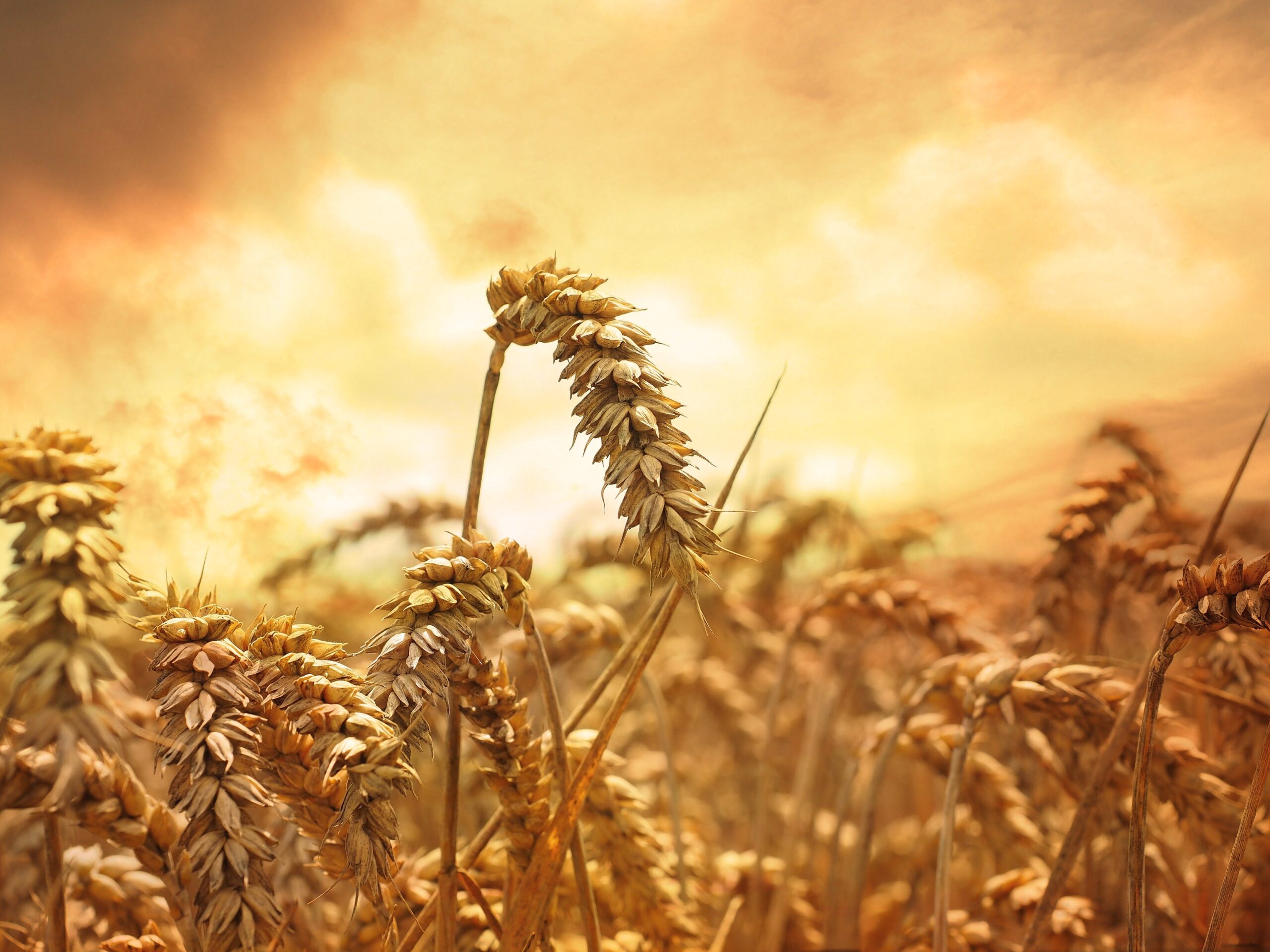 Figura 1 - Spighe di cereali sottoposte a stress termico. Inoltre l'aumento della CO2 atmosferica innesca il cosidetto hidden shift. [Fonte: Pixabay.com]