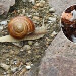 chiocciole nell'orto come allontanarle in modo naturale