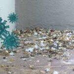 come eliminare il guano di piccione del balcone