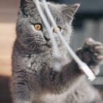 gatto in casa come renderla sicura