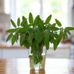 i consigli degli esperti per mantenere la salvia sempre fresca