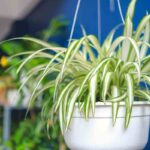 piante che purificano l'aria in casa