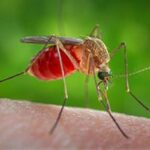 prevenzione west nile