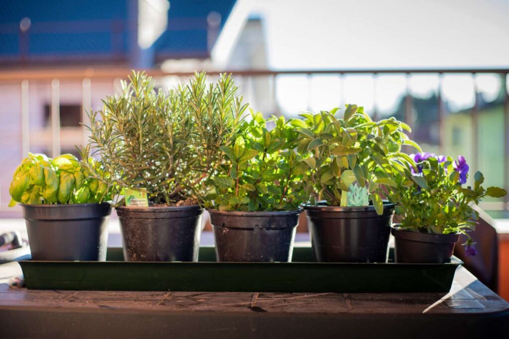 quali pianti aromatiche tenere in balcone che resistono al caldo