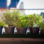 quali pianti aromatiche tenere in balcone che resistono al caldo